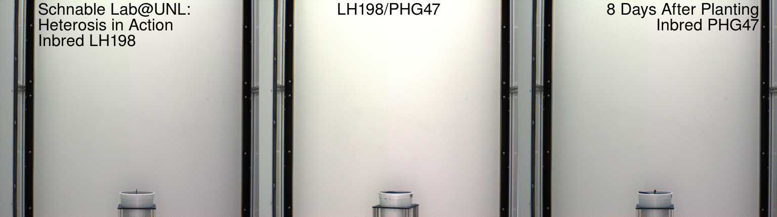 Time_course_imaging_of_two_maize_inbreds_LH198_and_PHG47_and_their_F1_hybrid